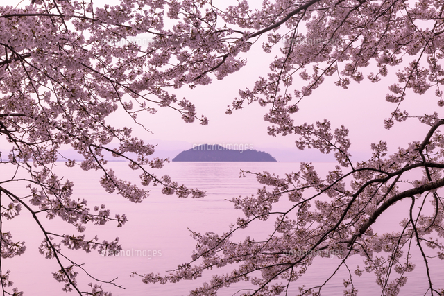 海津大崎の桜[10285003958]の写真・イラスト素材｜アマナイメージズ