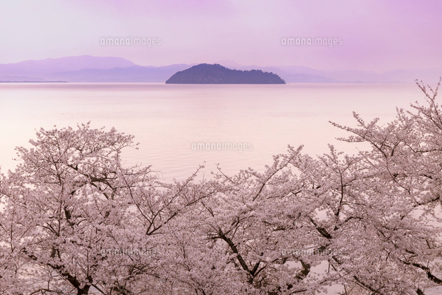 絵画　吉野晁生（よしのあさお）　タイトル「海津大崎の桜」 海津大崎の桜[10285003958]の写真・イラスト素材｜アマナイメージズ