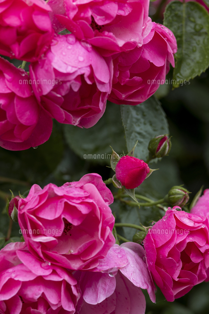 つるバラ の写真素材 イラスト素材 アマナイメージズ