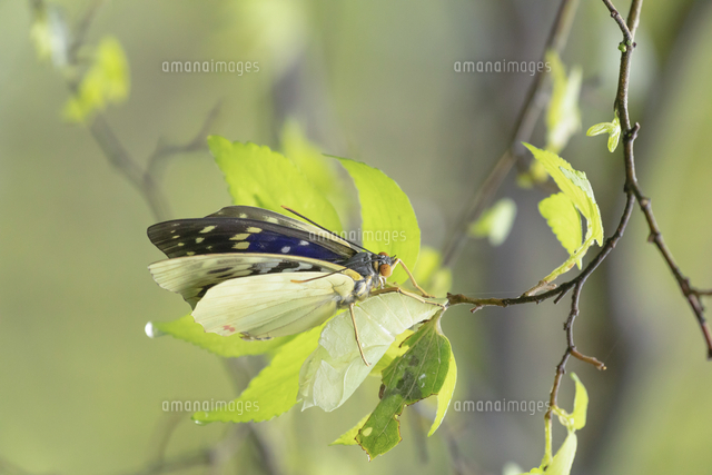 オオムラサキの羽化 の写真素材 イラスト素材 アマナイメージズ