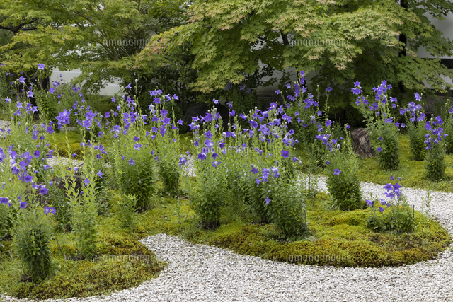 蘆山寺 キキョウ咲く庭 の写真素材 イラスト素材 アマナイメージズ