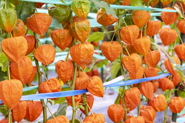 ほおずき の写真素材 イラスト素材 アマナイメージズ