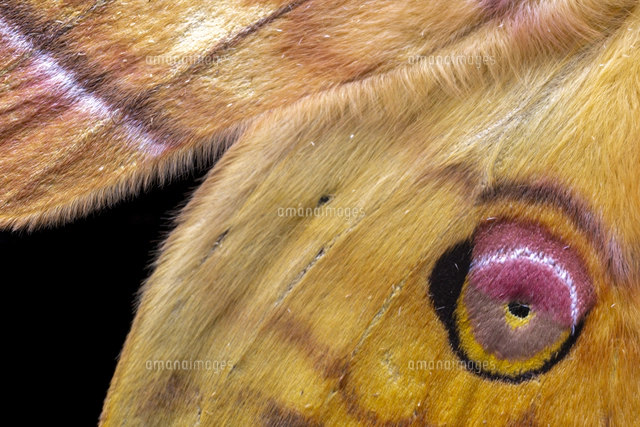 写真素材 創造素材 昆虫/蝶