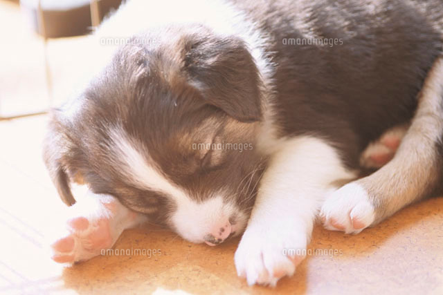 ボーダーコリーの子犬 の写真素材 イラスト素材 アマナイメージズ