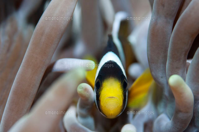 クマノミ幼魚 の写真素材 イラスト素材 アマナイメージズ クマノミ幼魚 の写真素材 イラスト素材 アマナイメージズ