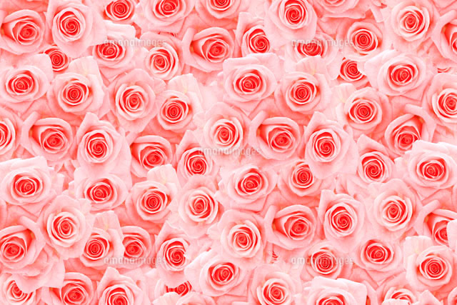 一面に敷詰められたピンクのバラ の写真素材 イラスト素材 アマナイメージズ