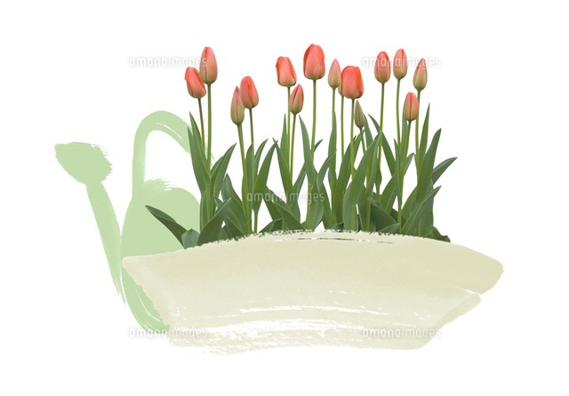 プランターに植えられた赤いチューリップとじょうろ の写真素材 イラスト素材 アマナイメージズ