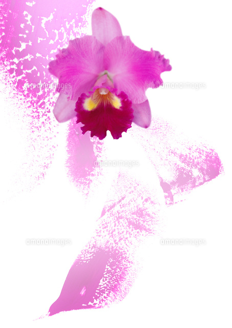蘭の花と抽象画の組み合わせ の写真素材 イラスト素材 アマナイメージズ 蘭の花と抽象画の組み合わせ の写真素材 イラスト素材 アマナイメージズ