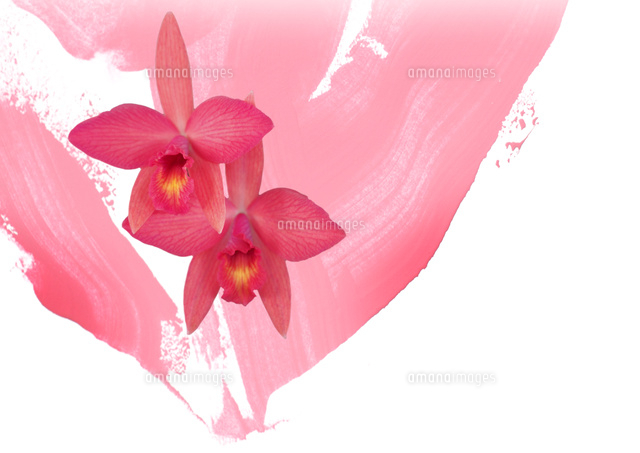 蘭の花二つと抽象画の組み合わせ の写真素材 イラスト素材 アマナイメージズ