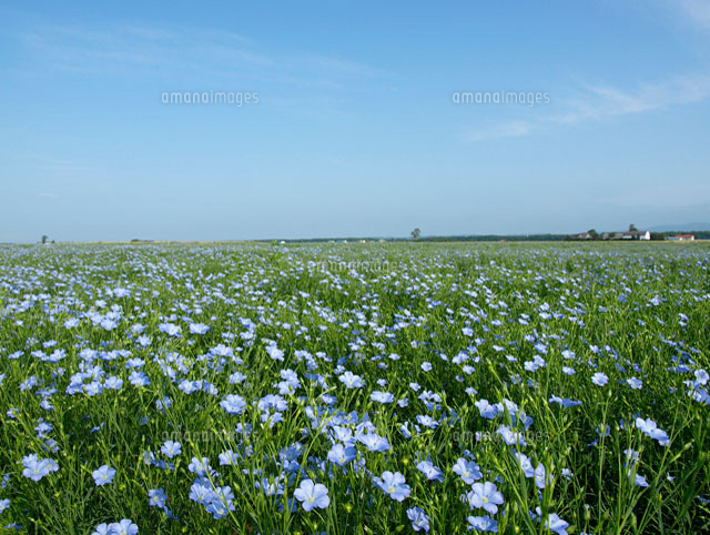 亜麻の花畑 の写真素材 イラスト素材 アマナイメージズ
