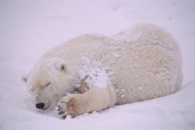ホッキョクグマ の写真素材 イラスト素材 アマナイメージズ ホッキョクグマ の写真素材 イラスト素材 アマナイメージズ