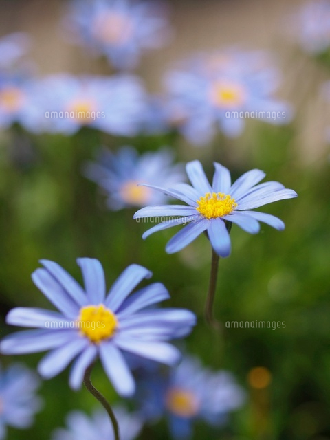 ブルーデイジー の写真素材 イラスト素材 アマナイメージズ
