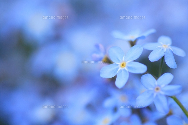 ワスレナグサ の写真素材 イラスト素材 アマナイメージズ