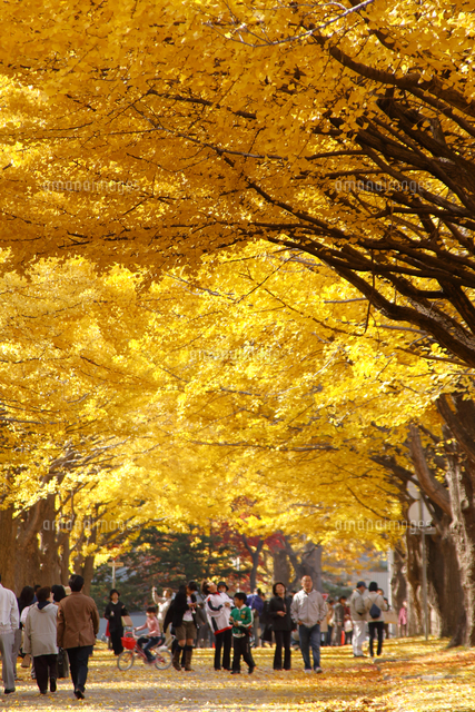 イチョウ並木 の写真素材 イラスト素材 アマナイメージズ