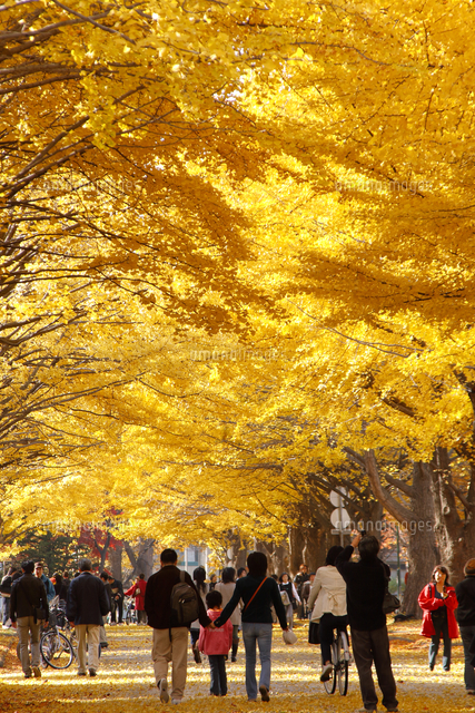イチョウ並木 の写真素材 イラスト素材 アマナイメージズ