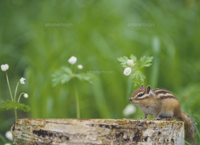 シマリス の写真素材 イラスト素材 アマナイメージズ