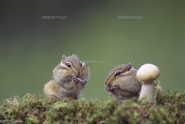 シマリス の写真素材 イラスト素材 アマナイメージズ