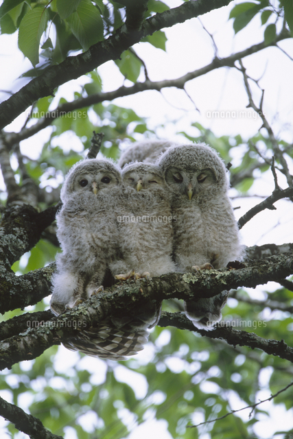 巣立ち近いフクロウの子供 の画像素材 50150758 写真素材ならイメージナビ