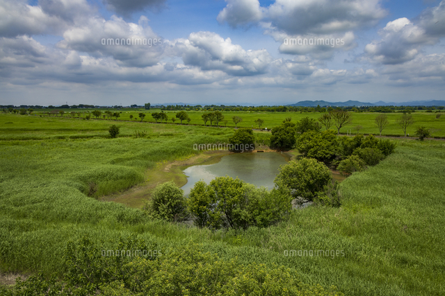 初夏の渡良瀬遊水池[10308000518]の写真・イラスト素材｜アマナイメージズ