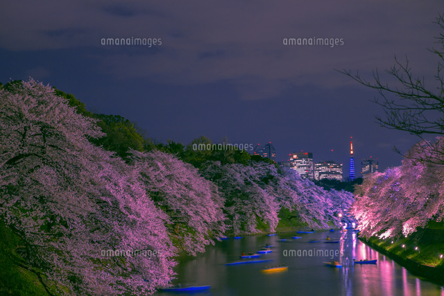 ライトアップの桜と千鳥ヶ淵 と東京タワー[10309000704]の写真