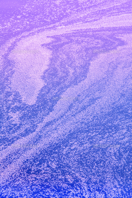 目黒川の花筏 の写真素材 イラスト素材 アマナイメージズ