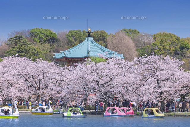 桜並木と不忍池のボート[10309001099]の写真・イラスト素材｜アマナ