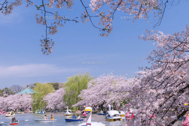 桜並木と不忍池のボート[10309001099]の写真・イラスト素材｜アマナ