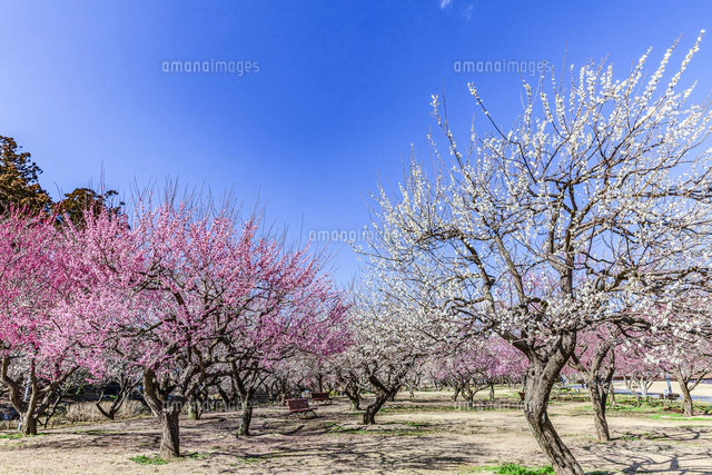 梅の花咲く水戸偕楽園 の写真素材 イラスト素材 アマナイメージズ 梅の花咲く水戸偕楽園 の写真素材 イラスト素材 アマナイメージズ