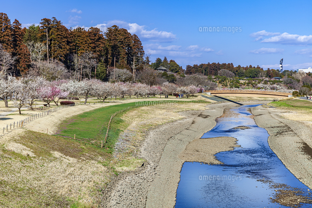 梅の花咲く水戸偕楽園 の写真素材 イラスト素材 アマナイメージズ 梅の花咲く水戸偕楽園 の写真素材 イラスト素材 アマナイメージズ