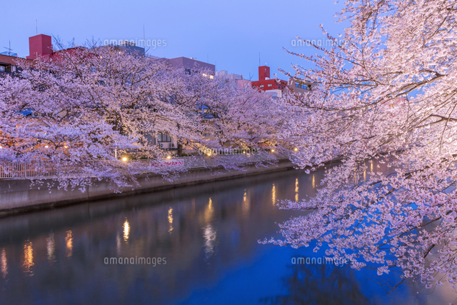 立体絵画の「桜並木のライトアップ」 楽天市場】疏水 [ 京都の桜 ライトアップ ]( 春 夜景 さくら 桜