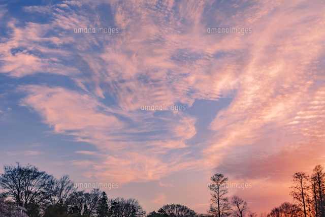 夕焼けと木立 春[10309001941]の写真・イラスト素材｜アマナイメージズ