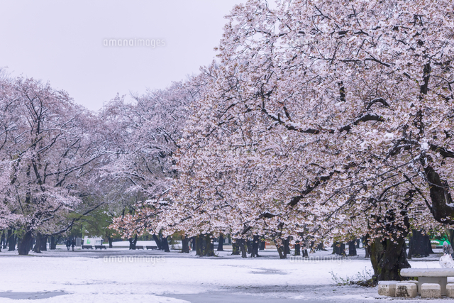 満開の桜と春の雪 東京 の写真素材 イラスト素材 アマナイメージズ