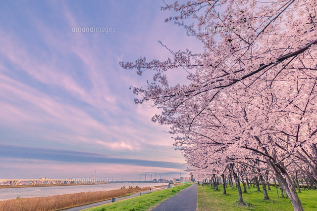 東京リバーサイドの桜並木と夕焼け空 東京春風景[10309002376]の写真