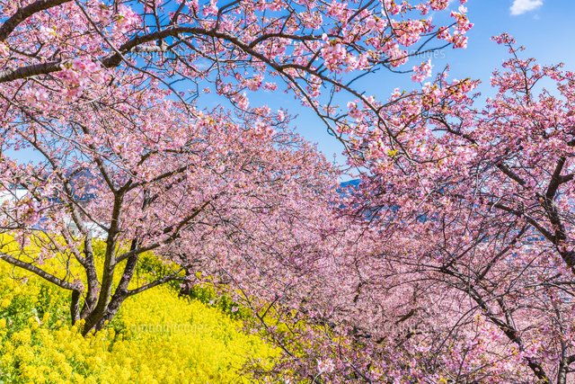 菜の花と桜祭りの松田山[10309002401]の写真・イラスト素材｜アマナ