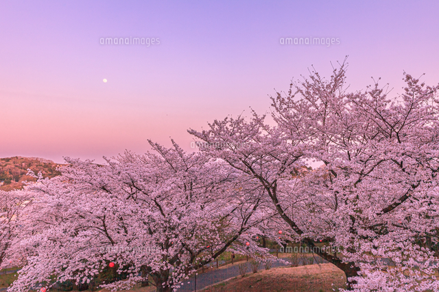 夕焼けに染まる桜並木 さくらの山公園[10309002422]の写真・イラスト