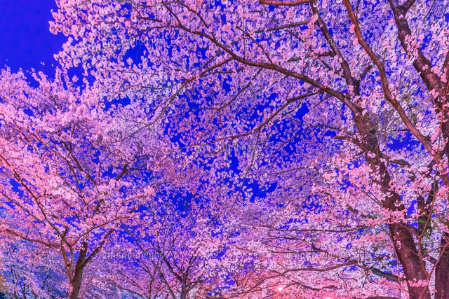 ライトアップの新河岸川の桜並木[10309002366]の写真・イラスト