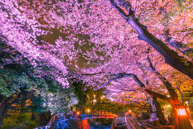 ライトアップの新河岸川の桜並木[10309002366]の写真・イラスト