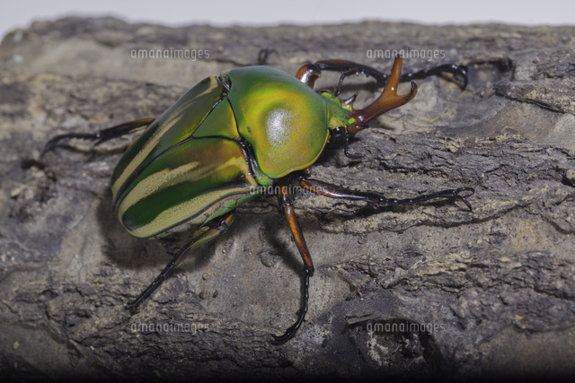 シュルツサスマタカナブン[10320000015]の写真・イラスト素材｜アマナ