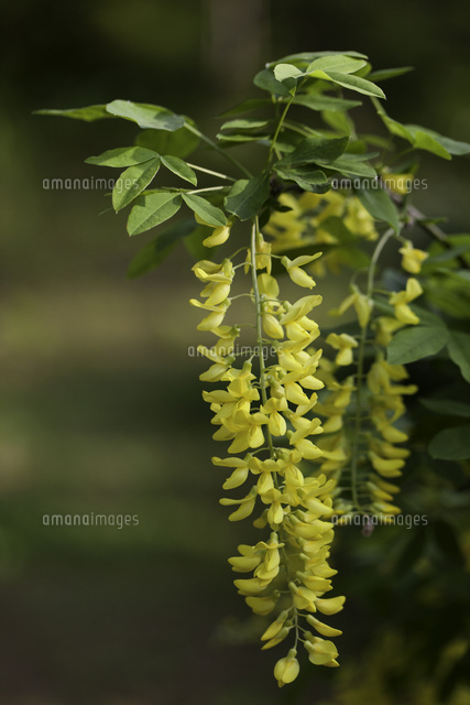 キングサリ の写真素材 イラスト素材 アマナイメージズ