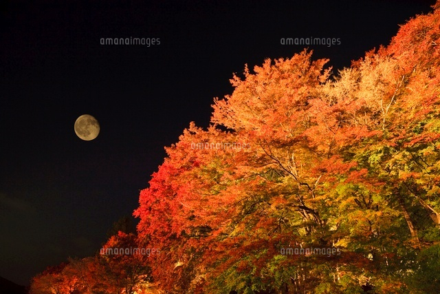 月夜野工房　ランプ　紅葉　もみじ　クラフト bd0c2cf49f0250ca056bb42c7b4b16