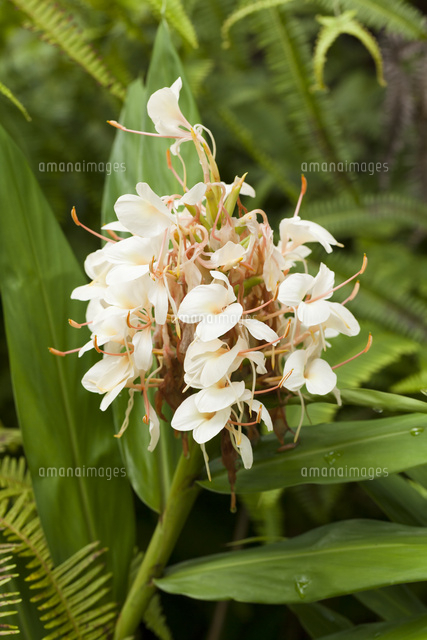 熱帯雨林に咲くイエロージンジャー の写真素材 イラスト素材 アマナイメージズ