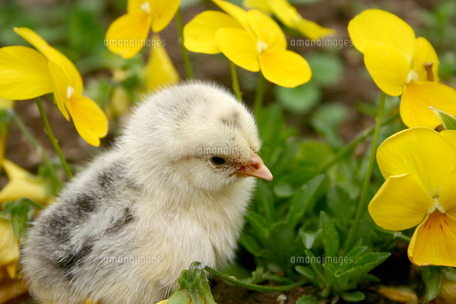 花とひよこ の写真素材 イラスト素材 アマナイメージズ