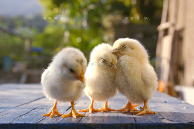 3羽のひよこ[10326000924]の写真・イラスト素材｜アマナイメージズ