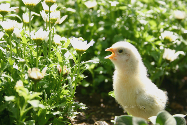 花とひよこ の写真素材 イラスト素材 アマナイメージズ