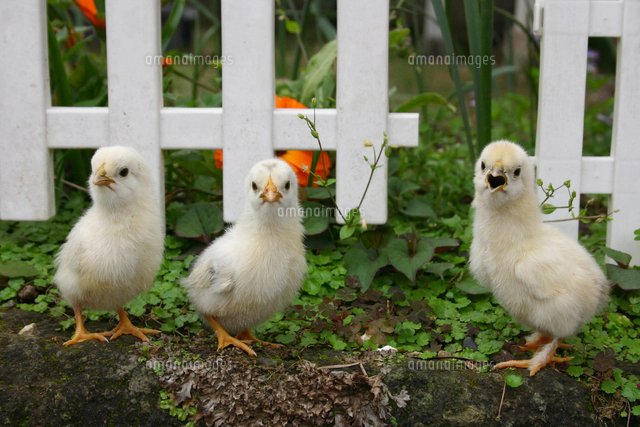 3羽のひよこ[10326000924]の写真・イラスト素材｜アマナイメージズ