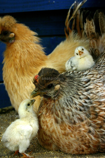 鶏の親鳥とひな[10326000938]の写真・イラスト素材｜アマナイメージズ