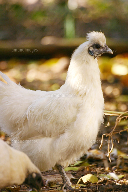 ニワトリ 生き物の写真素材 ストックフォト アマナイメージズ