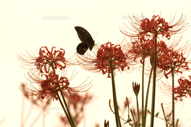 彼岸花と蝶[10326001185]の写真・イラスト素材｜アマナイメージズ