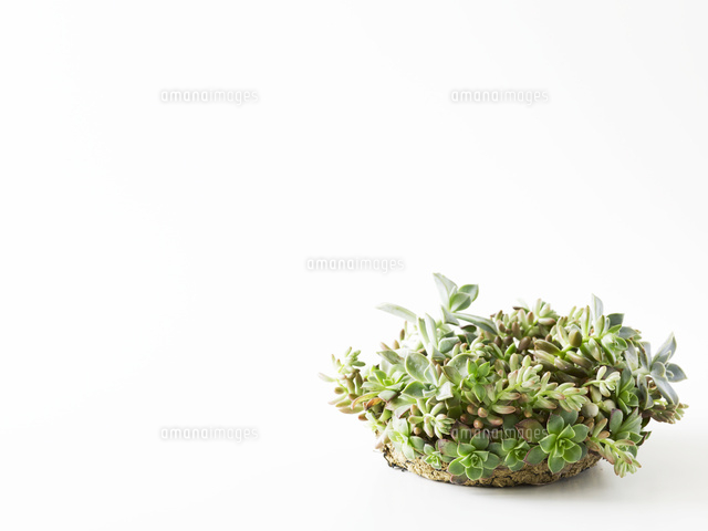 多肉植物のリース の写真素材 イラスト素材 アマナイメージズ