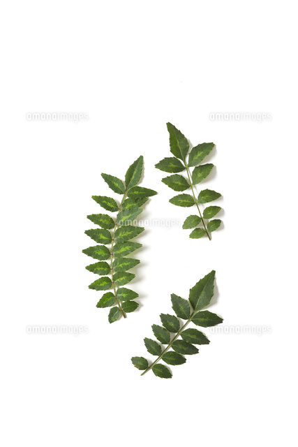 山椒 の写真素材 イラスト素材 アマナイメージズ